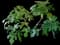 Fignomenal Fig Tree — design image 1