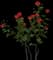 Hundred-Leaved Rose — design image 4