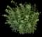 Showy stonecrop — design image 3
