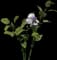 Garden Pansy — design image 1