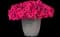 Easy Wave® Rose - Spreading Petunia — design image 2