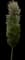 DannaSpire Columnar Elm Tree — design image 1
