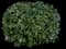 Pittosporum Mojo® — design image 1