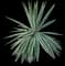 Sisal Agave — design image 4