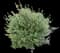 Rosemary — design image 14