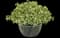 Licorice Splash Licorice Plant — design image 2