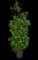 Columnar Buckthorn — design image 10