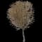 Norway Maple Tree — design image 4
