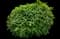Woodland Sage — design image 11