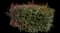 Chinese Photinia — design image 7