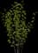 Hazelnut Tree — design image 2