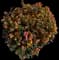 Lantana — design image 2