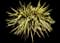 Golden Sword Yucca — design image 2