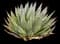 Agave 'Blue Glow' — design image 2