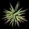 African Aloe — design image 1