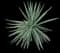 Sisal Agave — design image 3