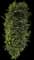 Chinese Banyan — design image 12