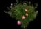 Peony (Paeonia) — design image 34