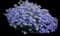 Monch Fall Aster — design image 1