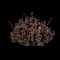 Concorde Dwarf Red-Purple Barberry — design image 1