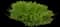 Damianita daisy — design image 1