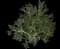 Jade Plant — design image 2