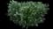 Cherry Laurel Shrub — design image 14