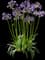 Agapanthus Ever Amethyst™ — design image 1