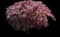 Crimson Queen Japanese Maple — design image 2