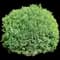 Tator Tot® Arborvitae — design image 2