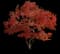 Japanese Maple Tree — design image 1