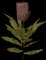 King Protea — design image 2