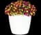Evo-Centric Trixi® Calibrachoa — design image 4