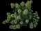 Panicle Hydrangea — design image 16