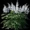 Japanese Astilbe — design image 6