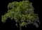 Coast Live Oak — design image 1