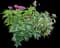 Egyptian Star Cluster — design image 1