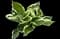 Patriot - Hosta — design image 8