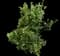 Silver King Variegated Euonymus — design image 2
