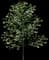Sweet Birch — design image 3