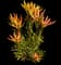 Monster Conebush — design image 1