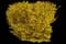 Forsythia Shrub — design image 17