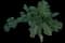 Ornamental Kale — design image 2