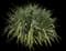 Yucca filamentosa — design image 15