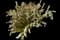 Thunberg Spirea — design image 2