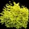 Ligustrum 'Sunshine' — design image 1