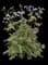 Heaven Scent Jacob's Ladder — design image 1
