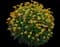 Tuscan Sun Perennial Sunflower — design image 5