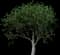Apple Tree — design image 5