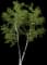 Paper Birch — design image 2